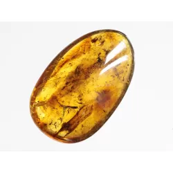 Swarm Insect inclusions in Baltic amber fossil amulet stone