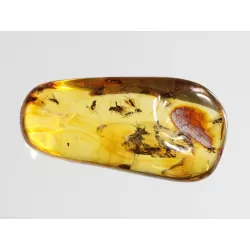Swarm Insect inclusions in Baltic amber fossil big stone