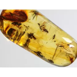 Swarm Insect inclusions in Baltic amber fossil big stone