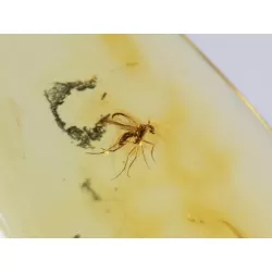 Gnat Insect inclusions in Baltic amber fossil amulet stone