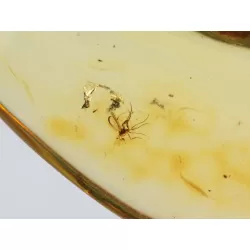 Gnat Insect inclusions in Baltic amber fossil amulet stone