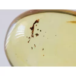 Gnat Insect inclusions in Baltic amber fossil amulet stone