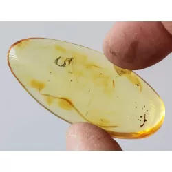 Gnat Insect inclusions in Baltic amber fossil amulet stone