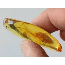 Gnat Insect inclusions in Baltic amber fossil amulet stone