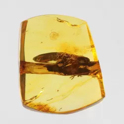 Rare Stalactite Free-Shaped Baltic Amber Stone