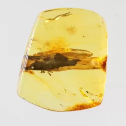 Rare Stalactite Free-Shaped Baltic Amber Stone