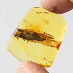 Rare Stalactite Free-Shaped Baltic Amber Stone