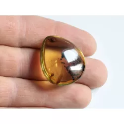 Diptera Insect inclusions in Baltic amber fossil amulet stone