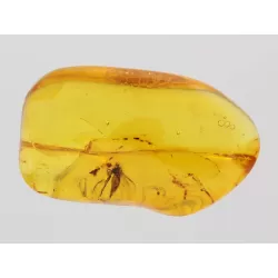 Diptera Insect inclusions in Baltic amber fossil stone