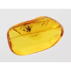 Diptera Insect inclusions in Baltic amber fossil stone