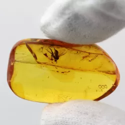 Diptera Insect inclusions in Baltic amber fossil stone