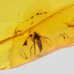 Diptera Insect inclusions in Baltic amber fossil stone