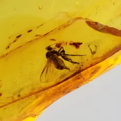 Diptera Insect inclusions in Baltic amber fossil stone