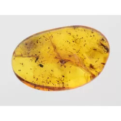 Insect inclusions in Baltic amber fossil stone