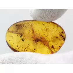 Insect inclusions in Baltic amber fossil stone