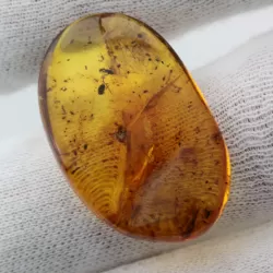 Insect inclusions in Baltic amber fossil stone