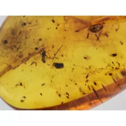 Insect inclusions in Baltic amber fossil stone