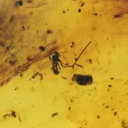 Insect inclusions in Baltic amber fossil stone