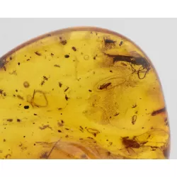 Insect inclusions in Baltic amber fossil stone