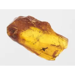 Gnat Insect inclusions in Baltic amber fossil stone