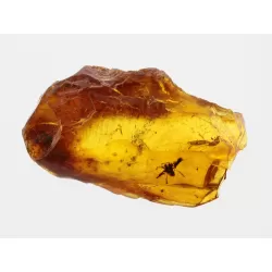 Gnat Insect inclusions in Baltic amber fossil stone