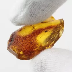 Gnat Insect inclusions in Baltic amber fossil stone