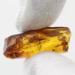 Gnat Insect inclusions in Baltic amber fossil stone