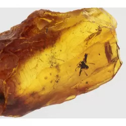 Gnat Insect inclusions in Baltic amber fossil stone