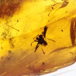 Gnat Insect inclusions in Baltic amber fossil stone