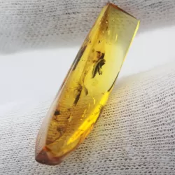 Beetle Insect inclusions in Baltic amber fossil stone