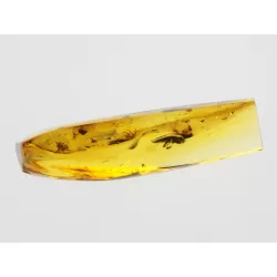 Beetle Insect inclusions in Baltic amber fossil stone