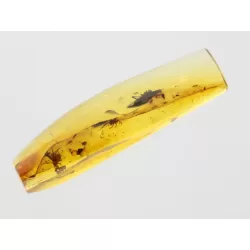 Beetle Insect inclusions in Baltic amber fossil stone