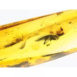 Beetle Insect inclusions in Baltic amber fossil stone