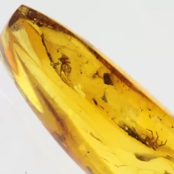 Beetle Insect inclusions in Baltic amber fossil stone
