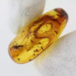 Gnat Insect inclusions in Baltic amber fossil stone