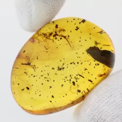 Gnat Insect inclusions in Baltic amber fossil stone