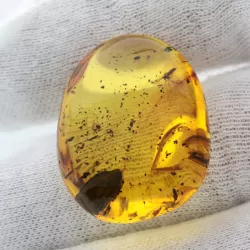 Gnat Insect inclusions in Baltic amber fossil stone