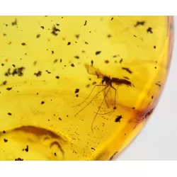 Gnat Insect inclusions in Baltic amber fossil stone