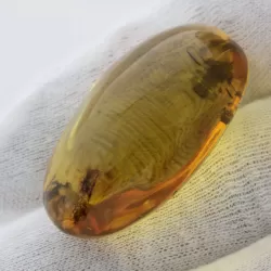 Insect inclusions in Baltic amber fossil big stone
