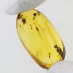 Insect inclusions in Baltic amber fossil big stone