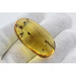 Insect inclusions in Baltic amber fossil big stone