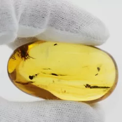 Insect inclusions in Baltic amber fossil big stone