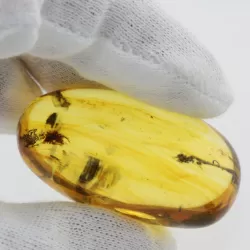 Insect inclusions in Baltic amber fossil big stone