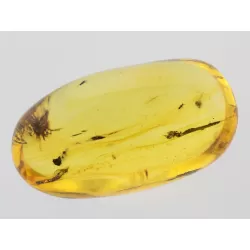 Insect inclusions in Baltic amber fossil big stone