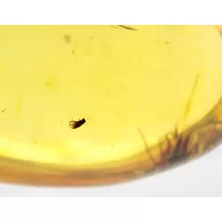 Insect inclusions in Baltic amber fossil big stone