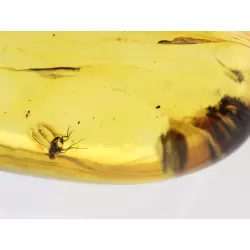 Insect inclusions in Baltic amber fossil big stone