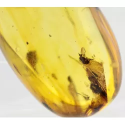 Insect inclusions in Baltic amber fossil big stone