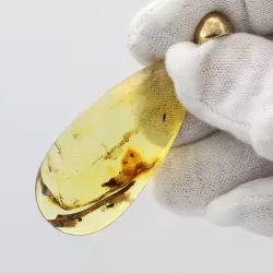 Insect inclusions in Baltic amber fossil big stone