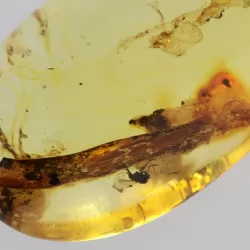 Insect inclusions in Baltic amber fossil big stone
