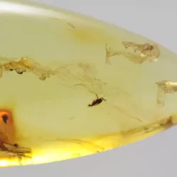 Insect inclusions in Baltic amber fossil big stone